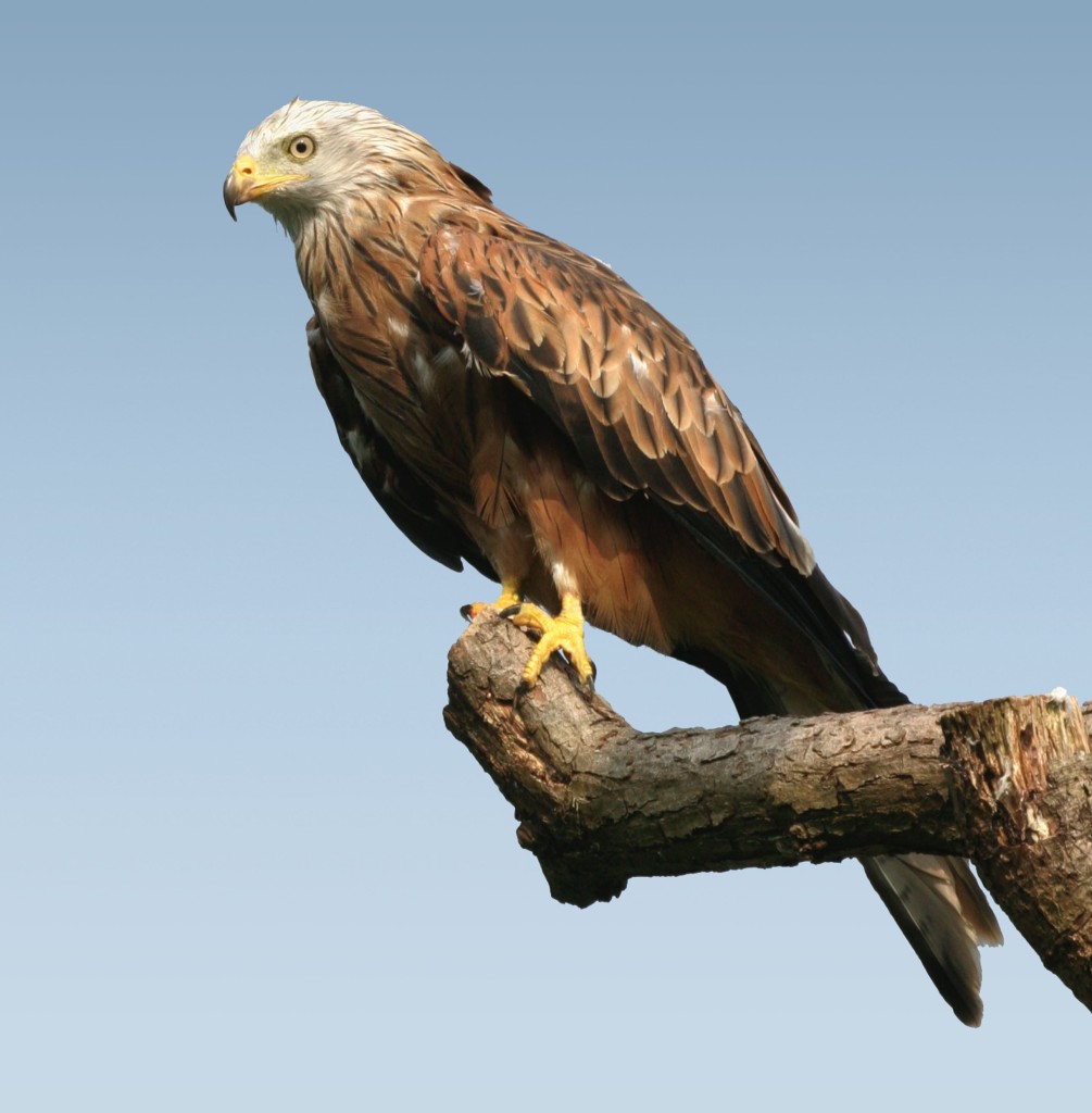 Perched Red Kite
