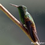 copper rumped hummingbird