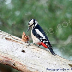 Great Spotted Woodpecker, birdwatching, birdwatchers, birding, birders