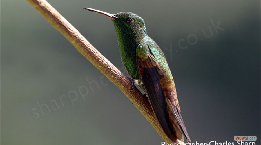 Copper Rumped Hummingbird by Charles Sharp