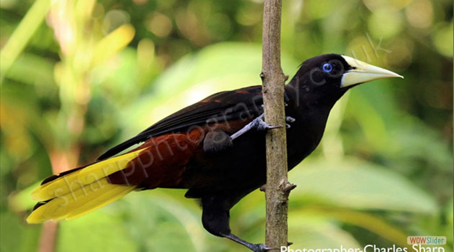 Crested Oropendola by Charles Sharp