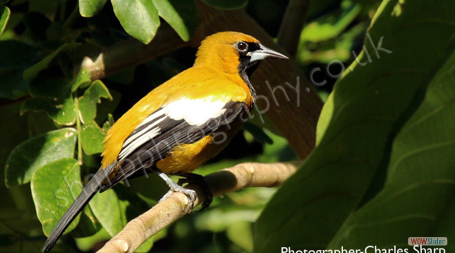 Jamaican Oriole by Charles Sharp
